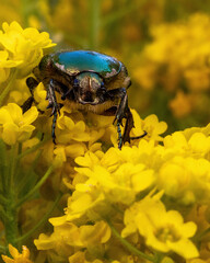 Frontalansicht eines Rosenkäfers