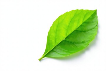 Obraz premium Fresh green leaf isolated on white background, isolation, herb, nature