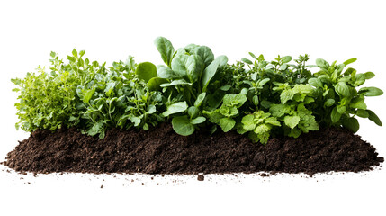Lush green herb garden growing in rich soil