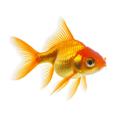 A goldfish swims gracefully against a transparent background, showcasing its vibrant colors and delicate fins, Gold fish Isolation on transparent background
