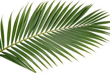 Obraz premium A vibrant, close-up shot shows a palm leaf with pointed leaflets on a transparent background