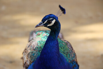 Fototapeta premium Portrait of a male peacock from close up in the garden of the Alcazar of Seville