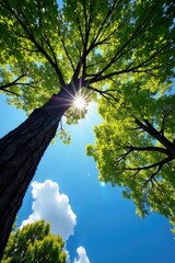 Obraz premium Tree branches stretching towards sky in sunlight, evergreen, nature, sunlight