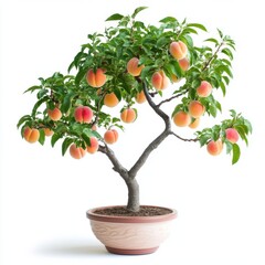 Peach Bonsai Tree in Terracotta Pot on White Background