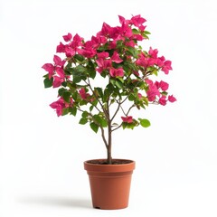 Pink Bougainvillea in Terracotta Pot Against White Background