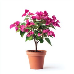 Naklejka premium Pink Bougainvillea in Terracotta Pot Against White Background