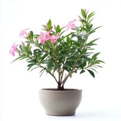 Obraz premium Pink Flowering Houseplant in Beige Pot Against White Background