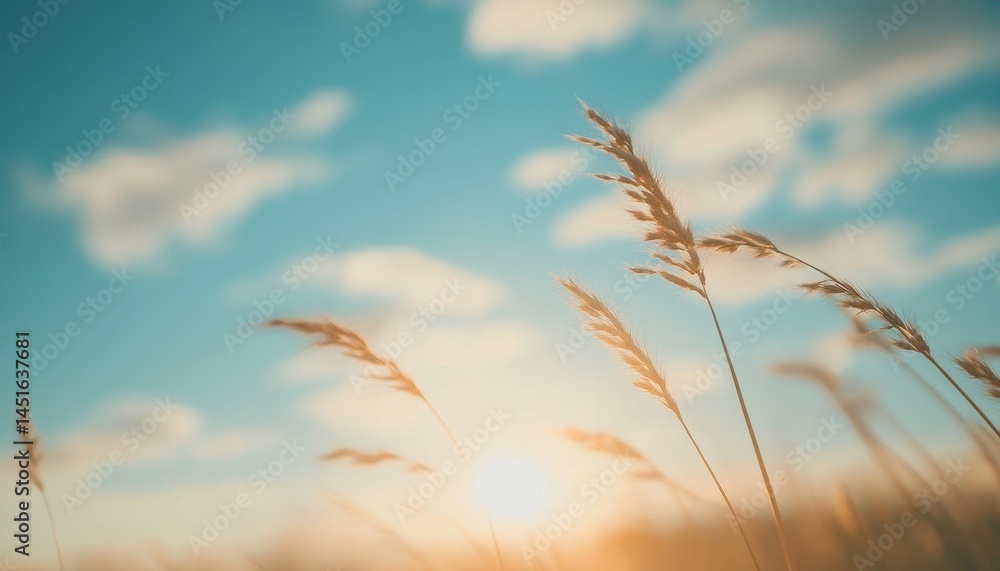 Poster golden wheat field under a sunny sky at sunset with soft sunlight and fluffy clouds in a tranquil ru