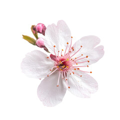 Naklejka premium Delicate single sakura flower with soft pink center on a transparent background depicting the essence of spring beauty, of single sakura flower transparent background isolated on solid transparent
