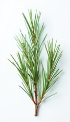 Fototapeta premium Small isolated pine branches on white surface, twig, needle