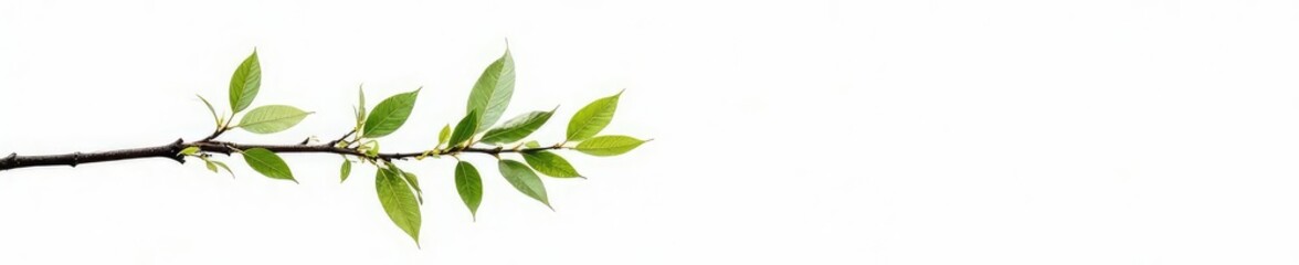 Fototapeta premium Thin branch with leaves isolated on white background, tree, minimalist, white background