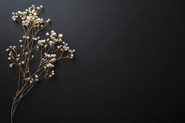 Baby's Breath on Black Background
