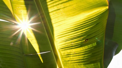 Sunlight Through Banana Leaf Creating Starburst Flares - Powered by Adobe