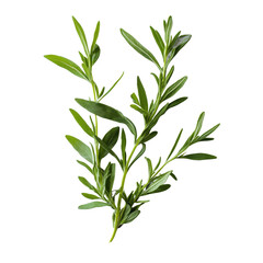 Fototapeta premium Fresh tarragon herbs arranged on a clean transparent background, perfect for culinary uses and garnishing dishes, Tarragon herbs on transparent background