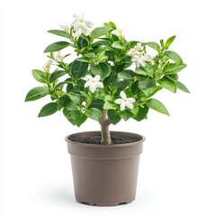 Obraz premium Small Potted Plant with White Flowers and Lush Green Leaves Against White Background