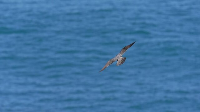 Peregrine falcon in flight in slow motion above the water