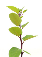 Structure of a stem plant against a white background