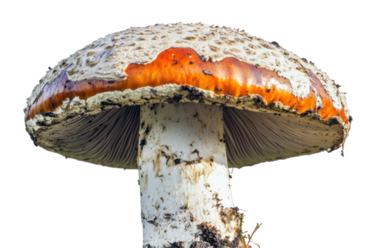 Close Up View of a Large Mushroom with an Orange Cap Growing in Natural Soil Environment