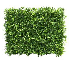 Lush green trimmed bush hedge providing privacy in a serene outdoor setting, green trimmed bush hedge fencing, file of isolated object with shadow on transparent background
