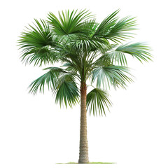 Obraz premium Asian Palmyra palm with lush green fronds isolated on a transparent background for botanical display, Asian Palmyra palm isolated on transparent background