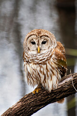 barred owl at St. Marks NWR in Florida