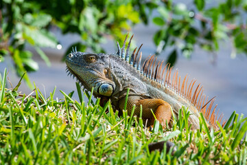 Iguana on hill