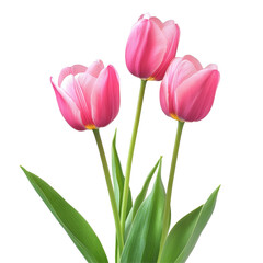 Beautiful tulips in vibrant pink colors against a bright transparent background at full bloom, Beautiful tulips isolated transparent background
