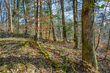Forêt du jura au printemps