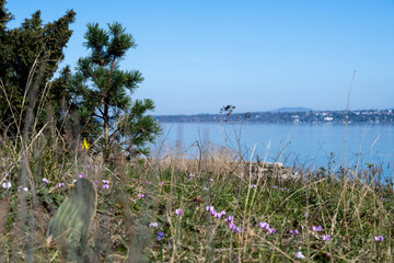 rivage du bord du lac Léman
