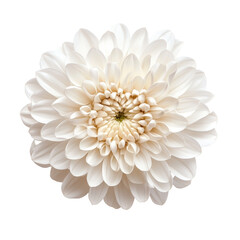 Elegant transparent chrysanthemum flower isolated on a bright background showcasing delicate petals and intricate textures, chrysanthemum flower on transparent background