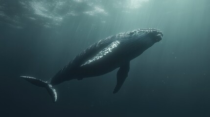 Obraz premium A realistic 3D rendering of a whale diving beneath the ocean's surface, showcasing the majestic creature in mid-dive.