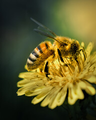 Bee Covered in Pollen on a Yellow Flower in Macro Photography
