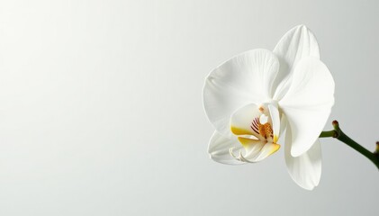 Delicate white orchid blossom against pure white background , fragile, white background