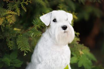 white miniature schnauzer dog portrait in lush evergreen branches