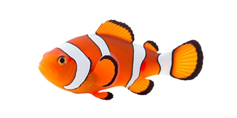 clown fish on a transparent background