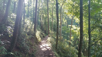 Obraz premium Sunlit path winds through a serene Appalachian forest in the summertime