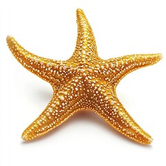 Photo of Golden starfish Isolated on white background