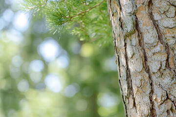 Fototapeta premium close up view of tree trunk showcasing its textured bark, surrounded by soft green foliage and blurred background