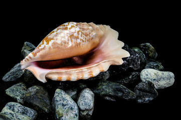 Elegant Strombus Gigas Shell on Dark Textured Stones