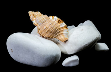 Hairy Triton Shell on White Stones Isolated on Black Background