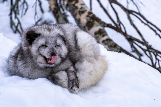 Polar Park Bardu, Norway - 23 February 2025 - An arctic fox crouches in the snow