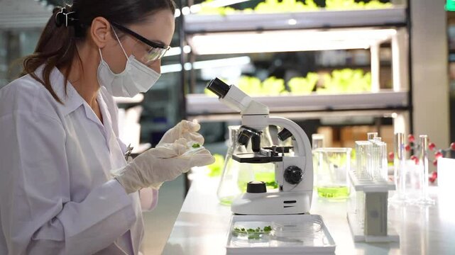Female researcher injecting liquid to test tube while observing microgreens under lab microscope