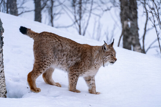 Polar Park Bardu, Norway - 23 February 2025 - A beautiful lynx walks in a winter landscape