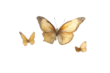 Three Golden Butterflies in Flight Dark Background