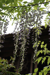 Close-up of Wisteria lilac flowers on branch in the garden on springtime