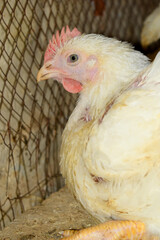 Layer farm, Group of healthy white chicken in poultry farm closeup, poultry, layer hens for eggs, poultry and livestock Chicken, Poultry farm with chicken, White chicken Farming feed in indoor housing