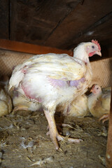 Layer farm, Group of healthy white chicken in poultry farm closeup, poultry, layer hens for eggs, poultry and livestock Chicken, Poultry farm with chicken, White chicken Farming feed in indoor housing