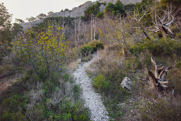 wild trail stretching into the distance