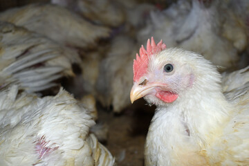 Layer farm, Group of healthy white chicken in poultry farm closeup, poultry, layer hens for eggs, poultry and livestock Chicken, Poultry farm with chicken, White chicken Farming feed in indoor housing