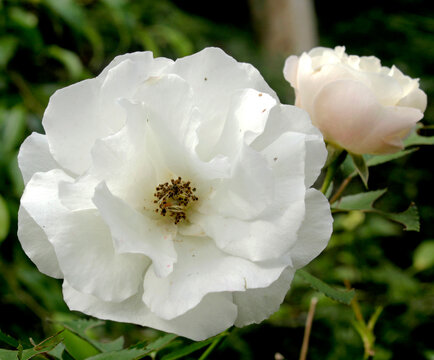 White roses are known for having a beautiful physical form and an aroma that pampers the sense of smell, so they are often used as a symbol of romance for partners or people we love.